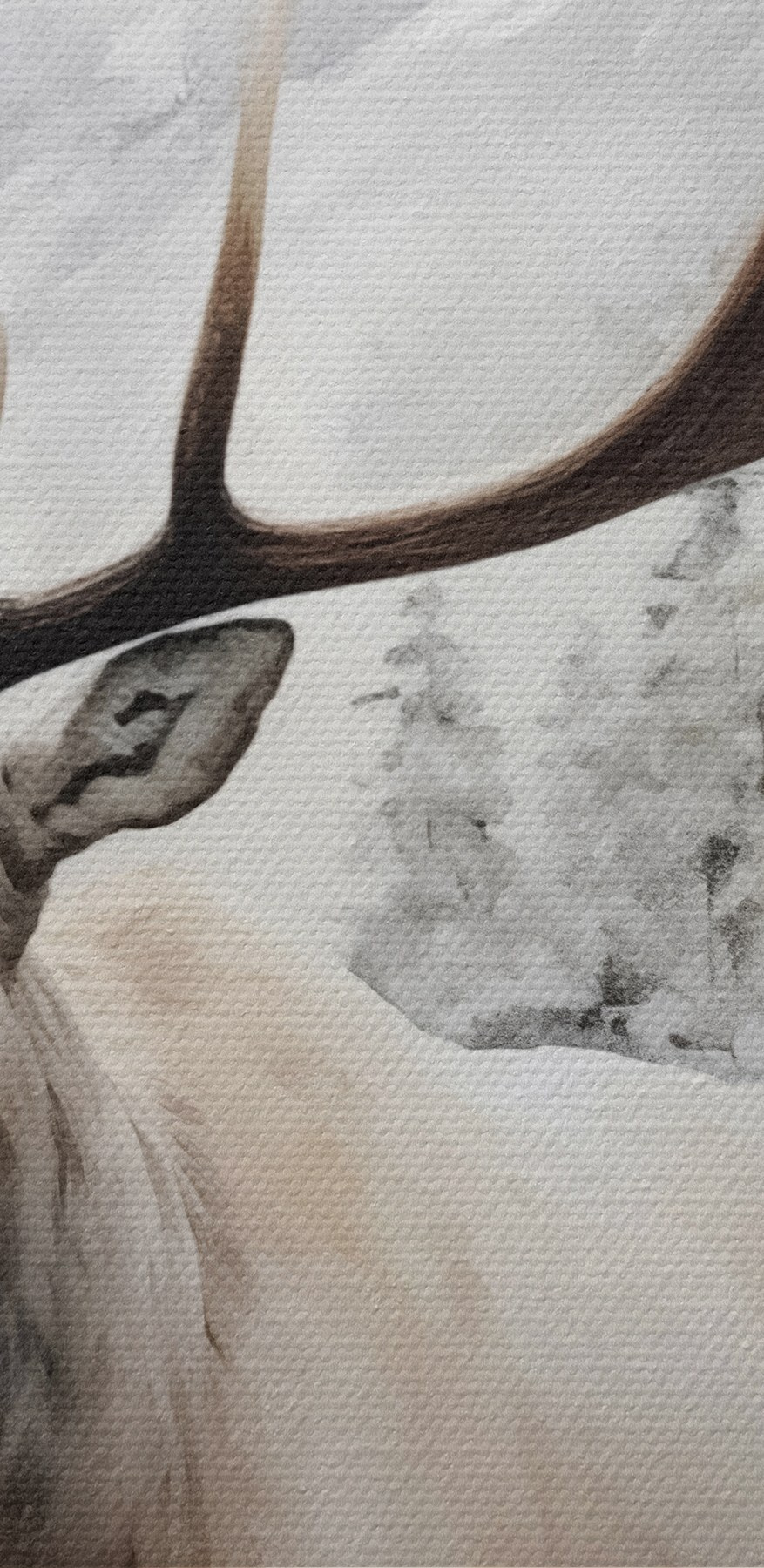 Élan avec de grands bois dans une forêt enneigée Élan avec de grands bois dans une forêt enneigée