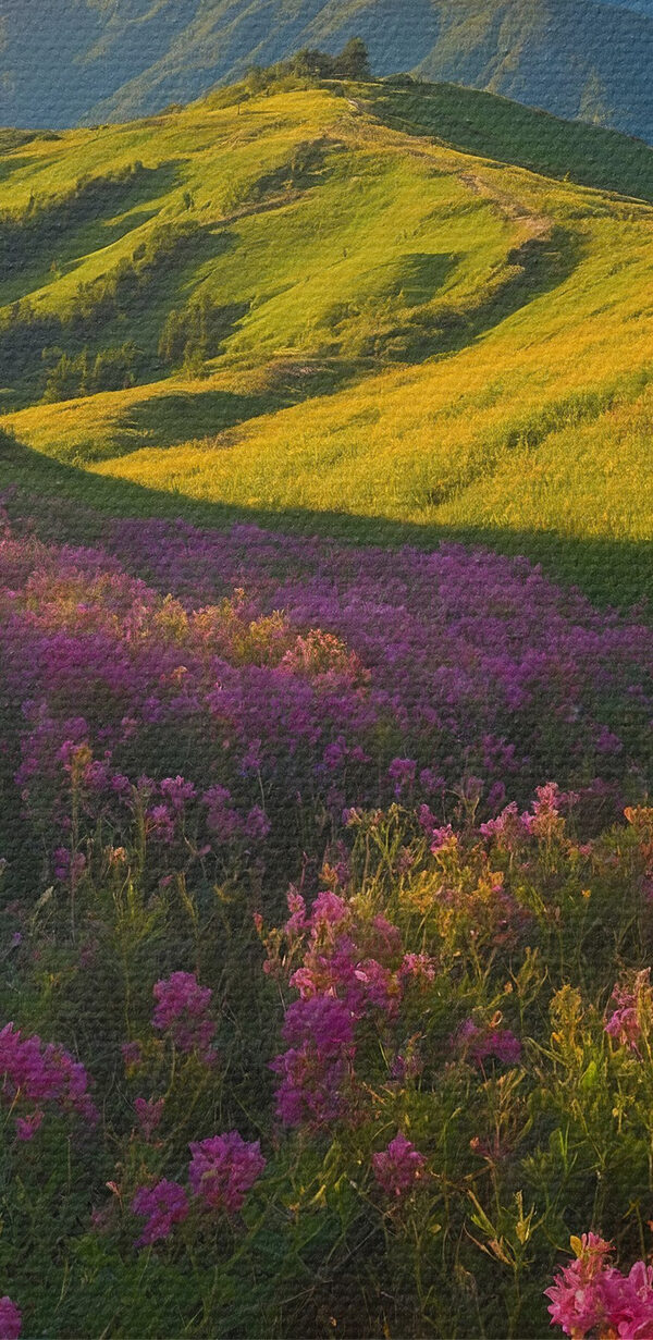 Champ de fleurs avec des montagnes en arrière-plan Champ de fleurs avec des montagnes en arrière-plan