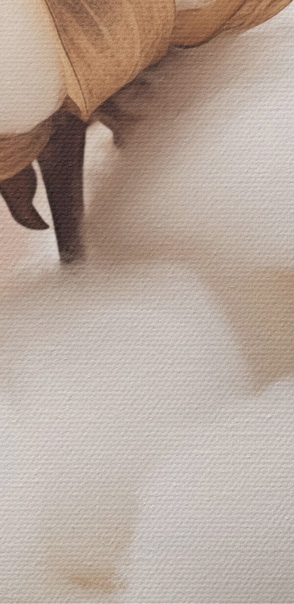 Le coton doux s'épanouit dans une lumière douce Le coton doux s'épanouit dans une lumière douce