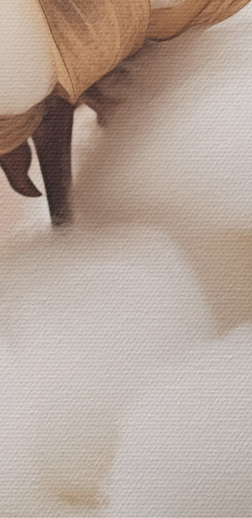 Le coton doux s'épanouit dans une lumière douce Le coton doux s'épanouit dans une lumière douce