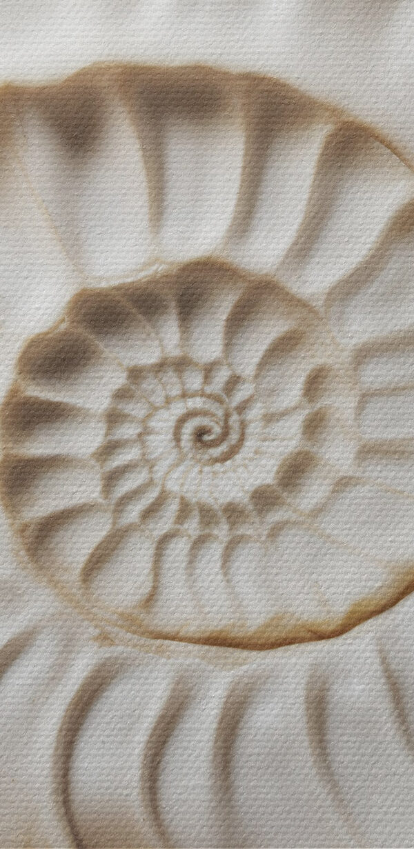 Un élégant motif de coquillage en spirale est magnifiquement mis en valeur. Un élégant motif de coquillage en spirale est magnifiquement mis en valeur.