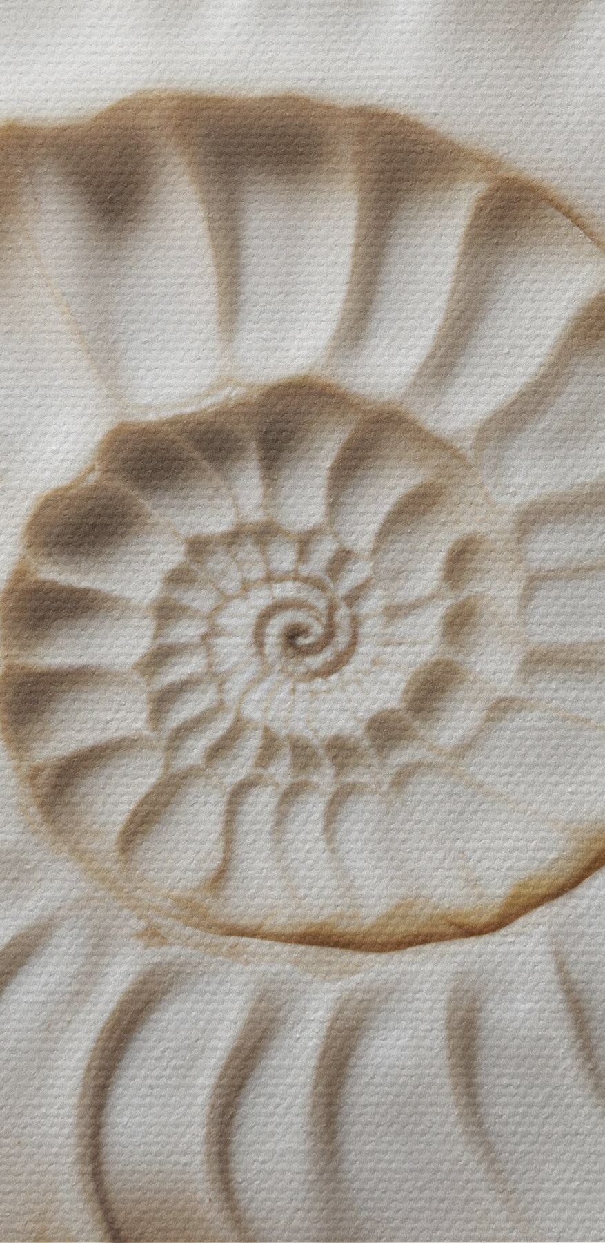 Un élégant motif de coquillage en spirale est magnifiquement mis en valeur. Un élégant motif de coquillage en spirale est magnifiquement mis en valeur.