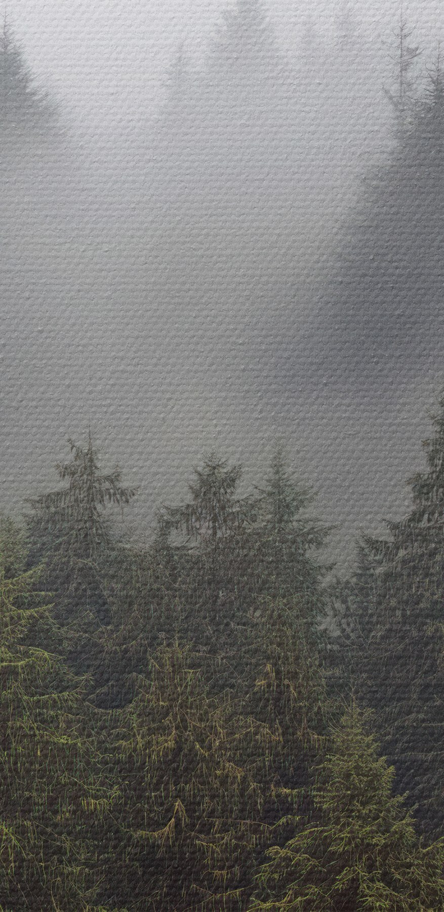 Groupe d'arbres avec brouillard