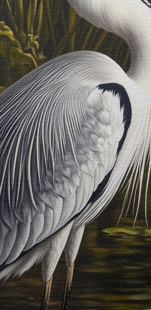 Oiseau debout dans l'eau Oiseau debout dans l'eau
