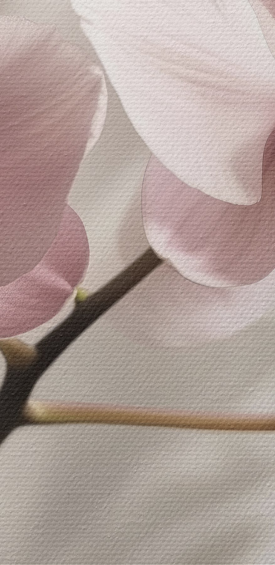 Des fleurs délicates aux teintes douces