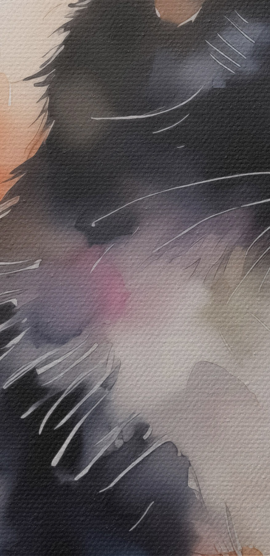 Chat au visage blanc et noir