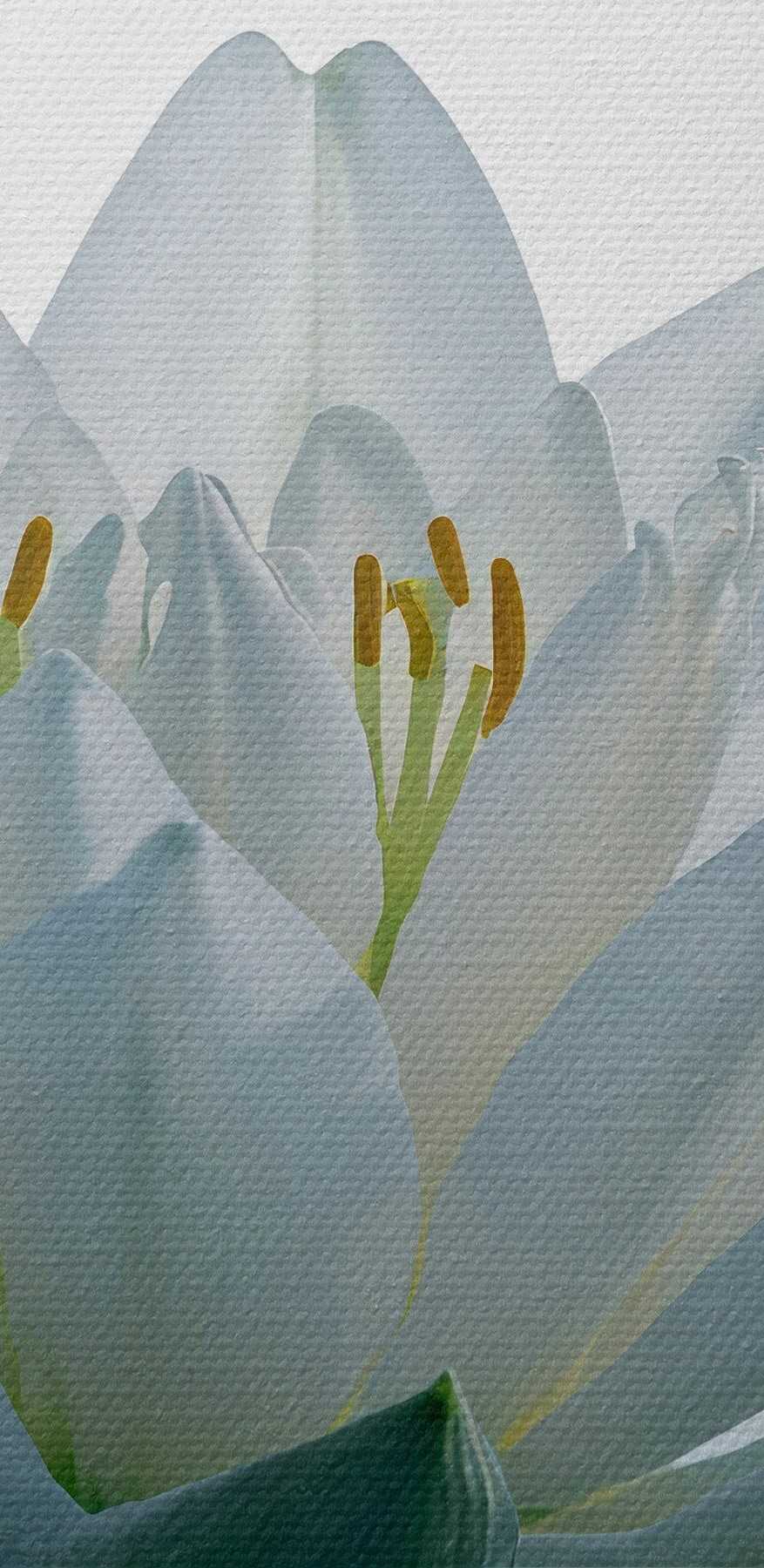 Fleur blanche dans l'eau