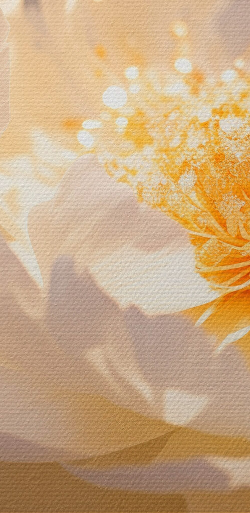 Delicate petals in soft hues Delicate petals in soft hues