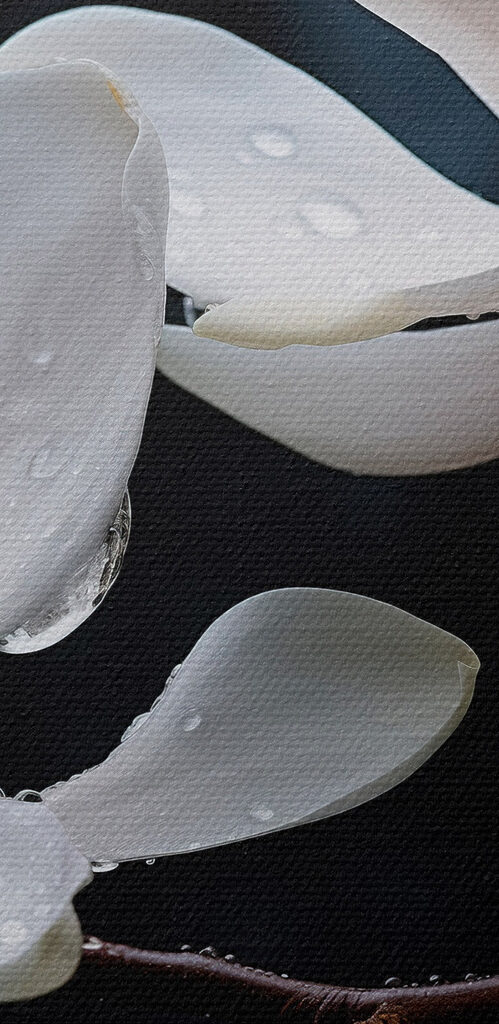 Delicate blossoms adorned with droplets