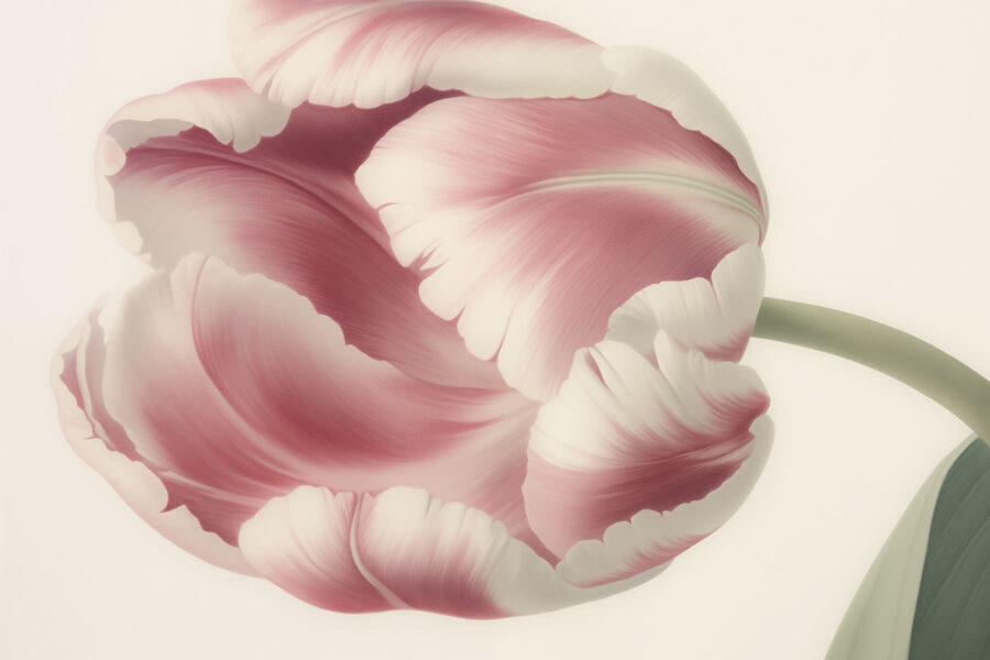 Papier peint Délicate tulipe rose en fleur – Image 4