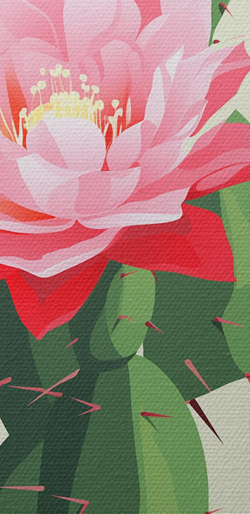 Cactus à fleurs roses