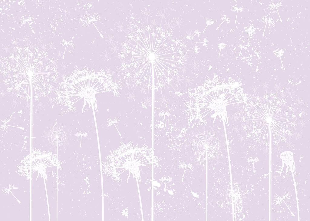 White dandelion flowers