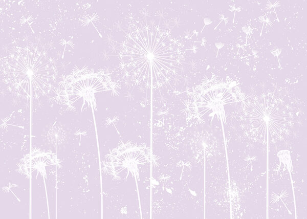 White dandelion flowers