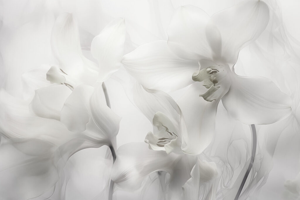 Délicates orchidées blanches dans une lumière douce Délicates orchidées blanches dans une lumière douce