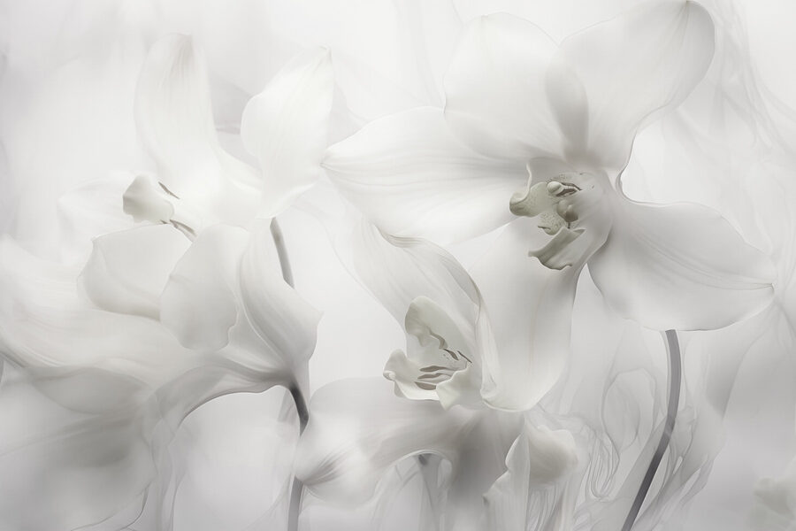 Délicates orchidées blanches dans une lumière douce