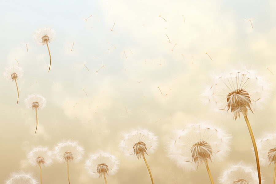 Pissenlits soufflant dans le vent