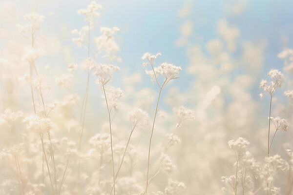 Fleurs de rêve dans la lumière douce du soleil Fleurs de rêve dans la lumière douce du soleil