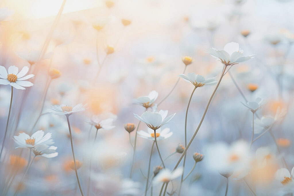 Pétales doux dans un jardin de rêve Pétales doux dans un jardin de rêve