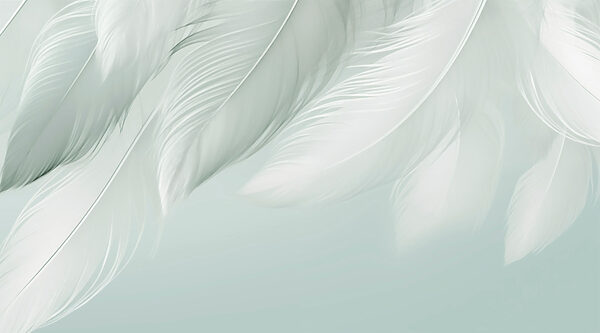 Plumes blanches sur fond blanc Plumes blanches sur fond blanc