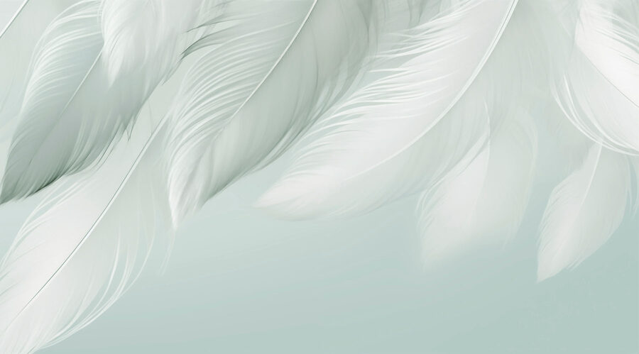 Plumes blanches sur fond blanc
