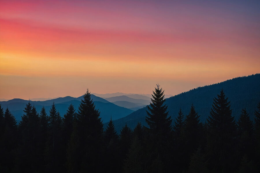 Tableaux Groupe d'arbres dans une forêt – Image 8