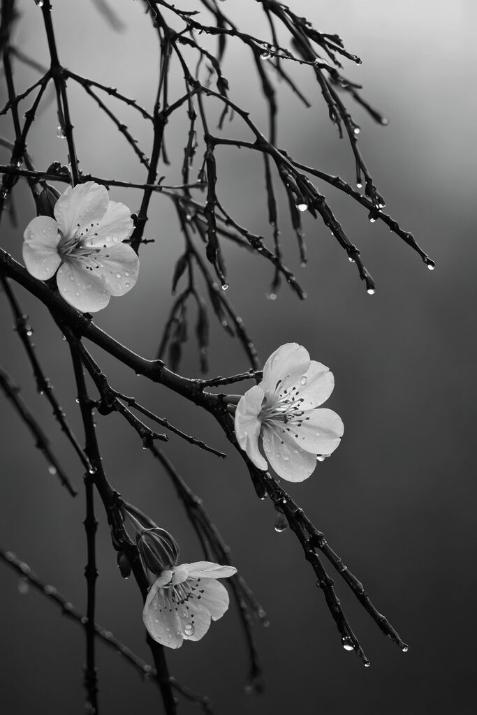 Delicate blooms beneath gentle rain