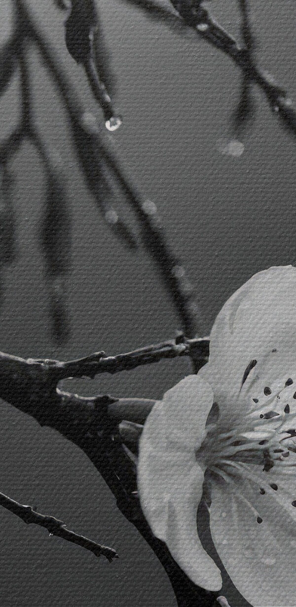 Des fleurs délicates sous une pluie fine. Des fleurs délicates sous une pluie fine.