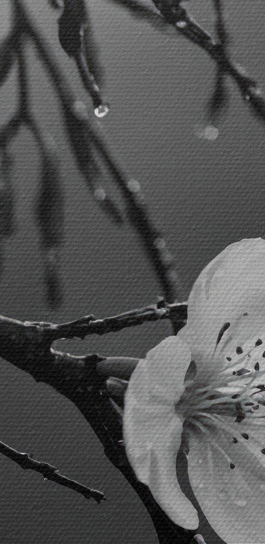 Des fleurs délicates sous une pluie fine. Des fleurs délicates sous une pluie fine.
