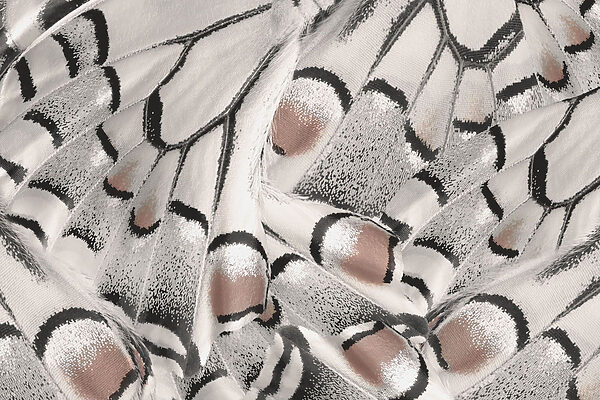 Motifs complexes dans un tissu délicat. Motifs complexes dans un tissu délicat.