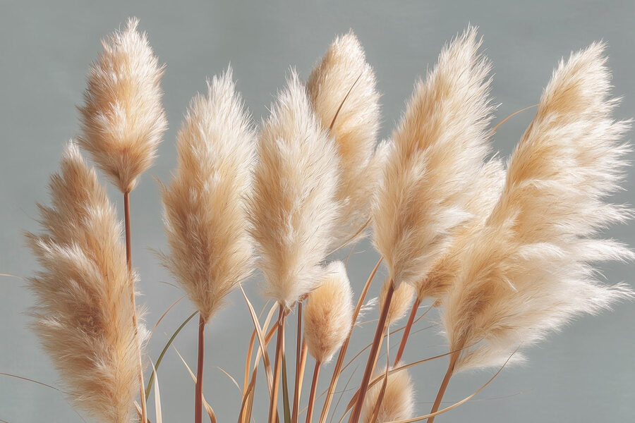 Groupe de plantes pelucheuses