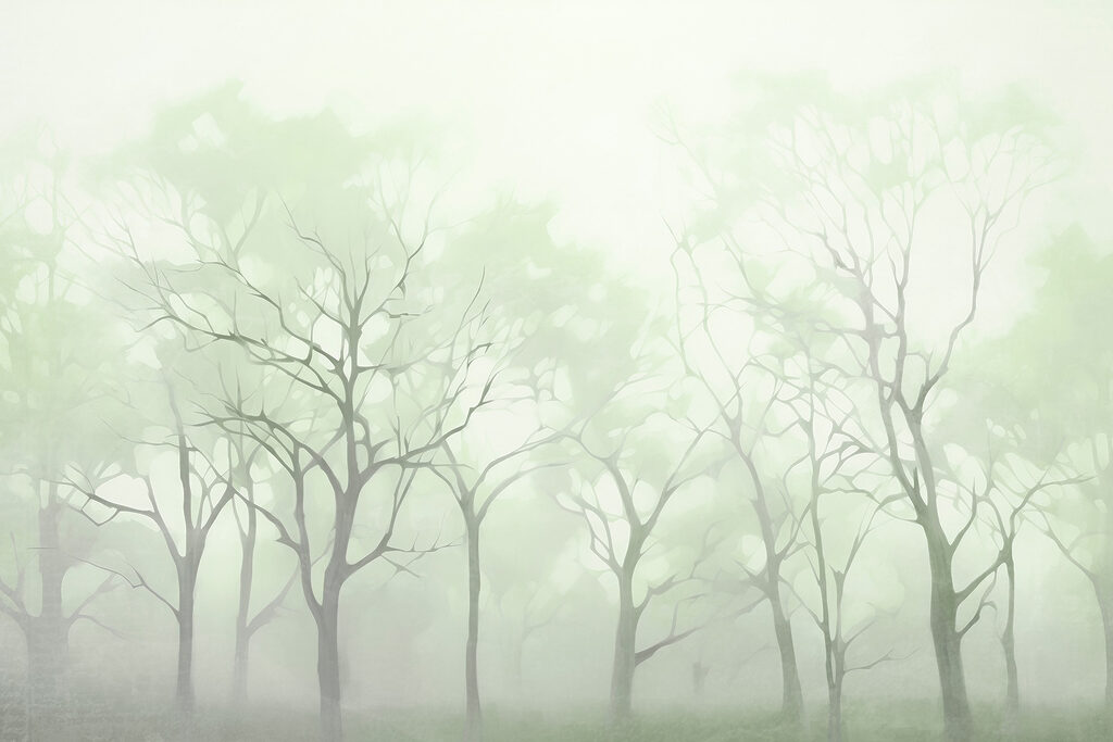Groupe d'arbres dans le brouillard Groupe d'arbres dans le brouillard