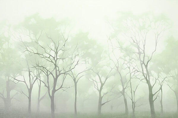 Groupe d'arbres dans le brouillard Groupe d'arbres dans le brouillard