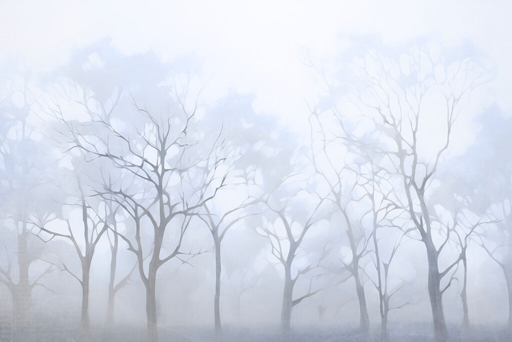 Groupe d'arbres dans le brouillard Groupe d'arbres dans le brouillard