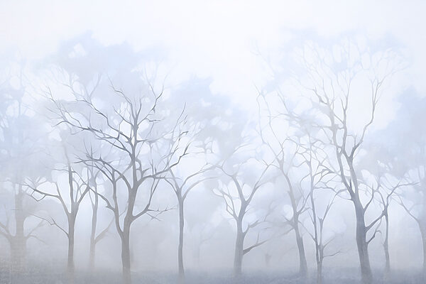 Groupe d'arbres dans le brouillard Groupe d'arbres dans le brouillard