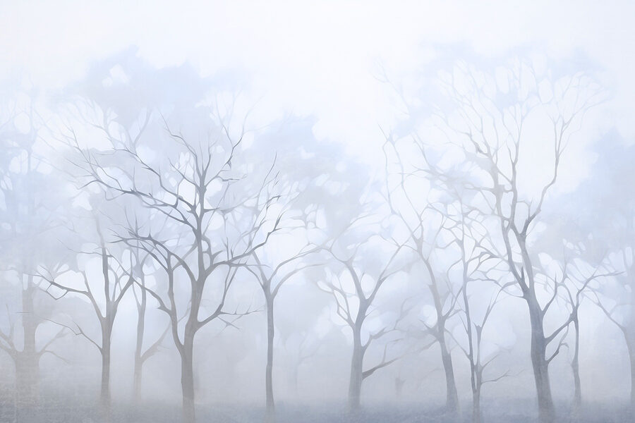 Groupe d'arbres dans le brouillard