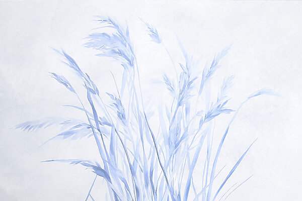 Des herbes délicates dans des teintes douces. Des herbes délicates dans des teintes douces.