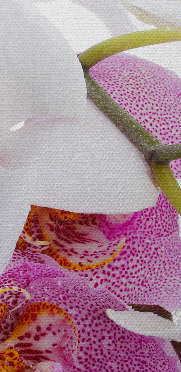 Gros plan sur les fleurs Gros plan sur les fleurs