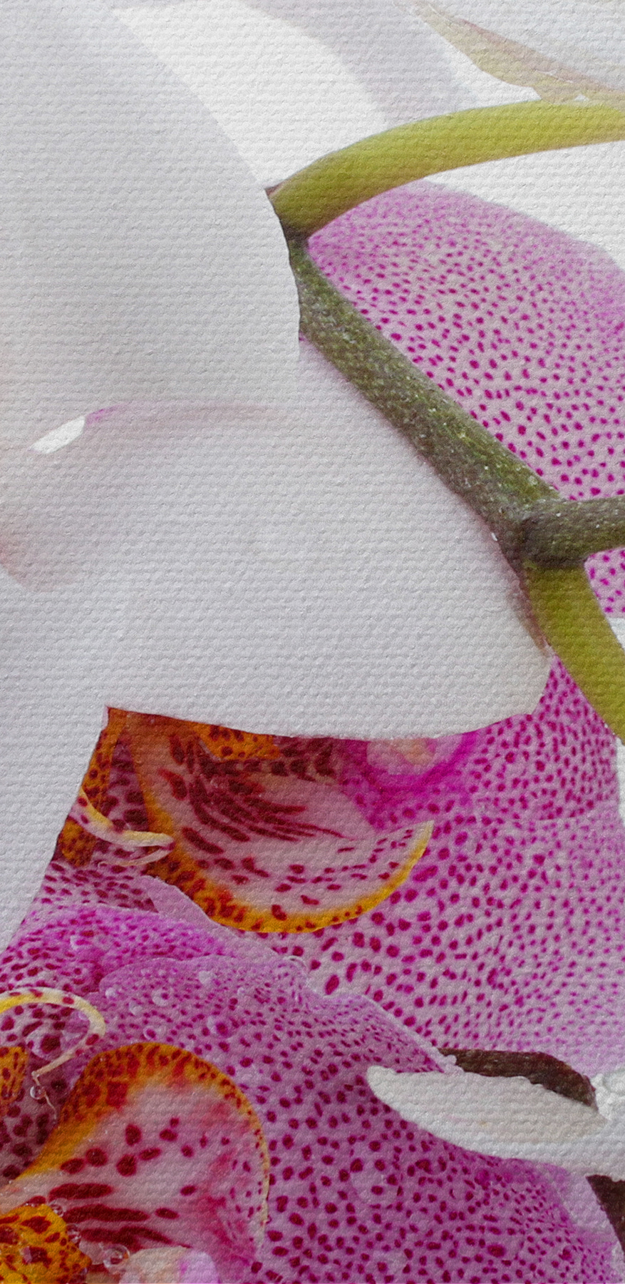 Gros plan sur les fleurs