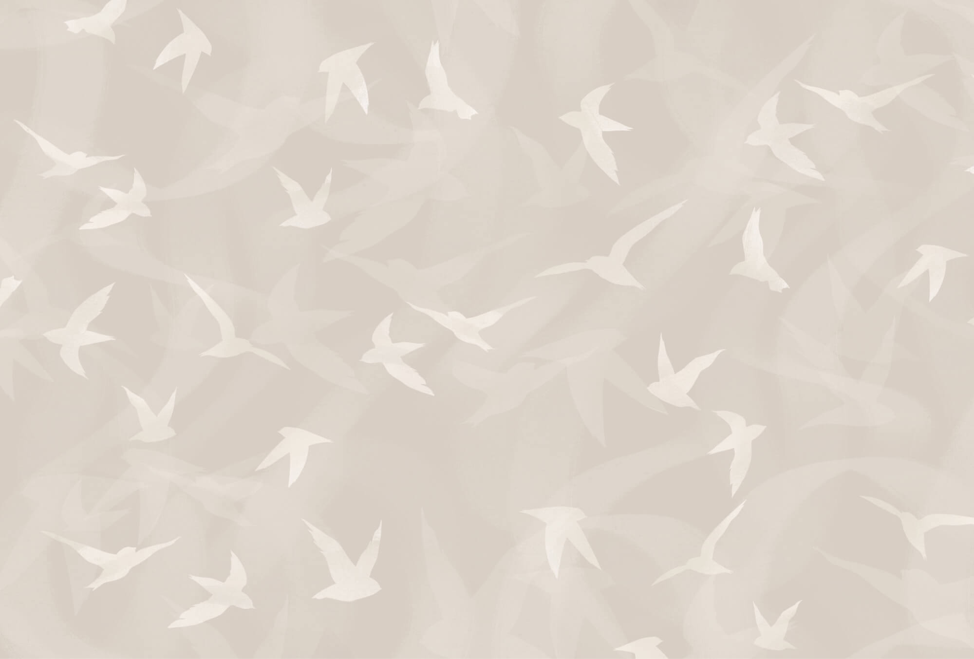 White birds flying in the air White birds flying in the air