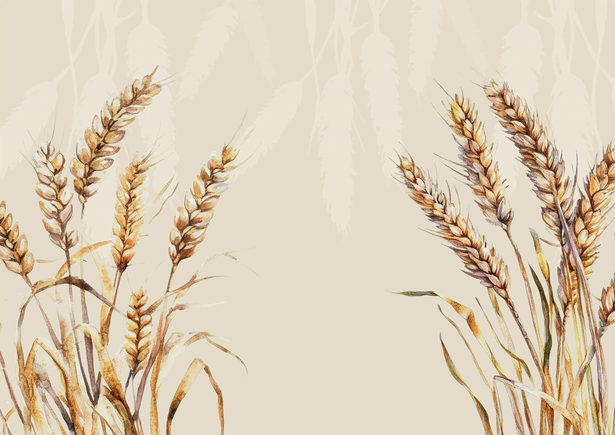 Painting of wheat on a white background Painting of wheat on a white background