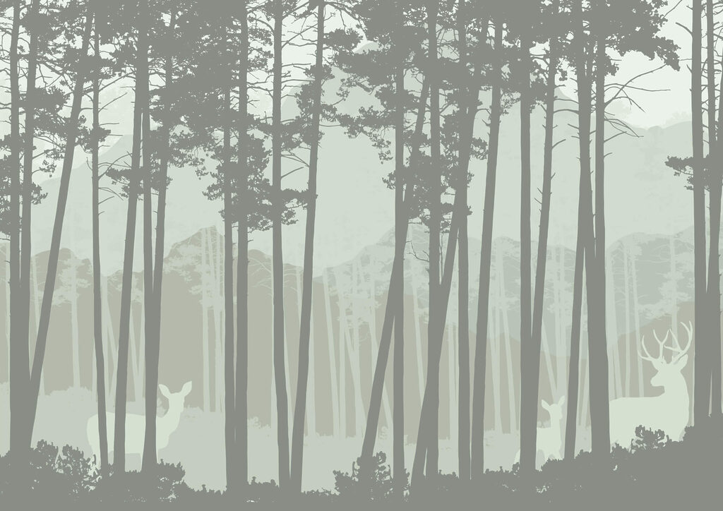 Groupe d'arbres dans une forêt Groupe d'arbres dans une forêt