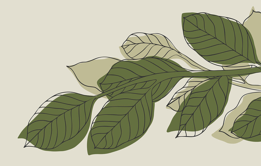 Plante à feuilles vertes avec lignes noires