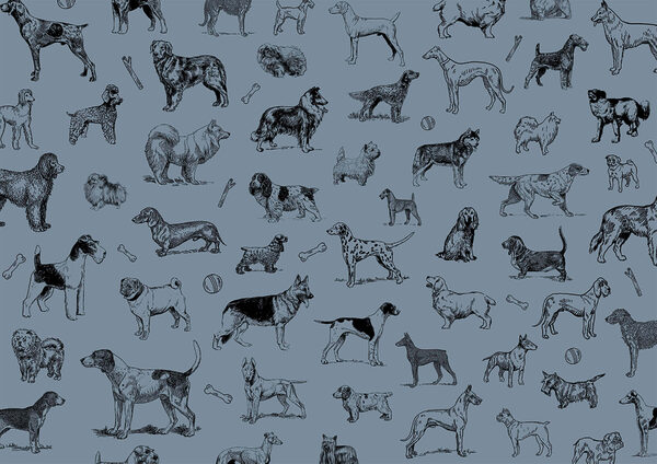 Groupe de chiens sur fond bleu t00173v1p 600x424 - Groupe de chiens sur fond bleu