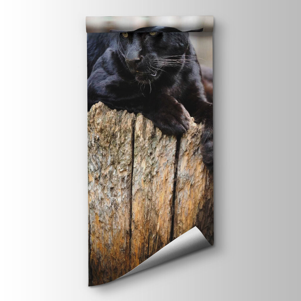 Black panther lying on a tree stump