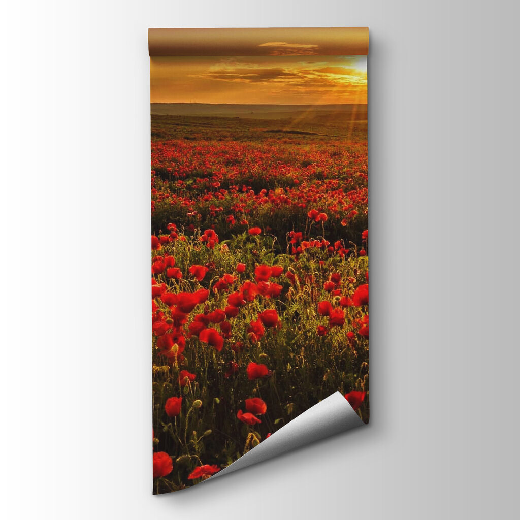 Field of red flowers