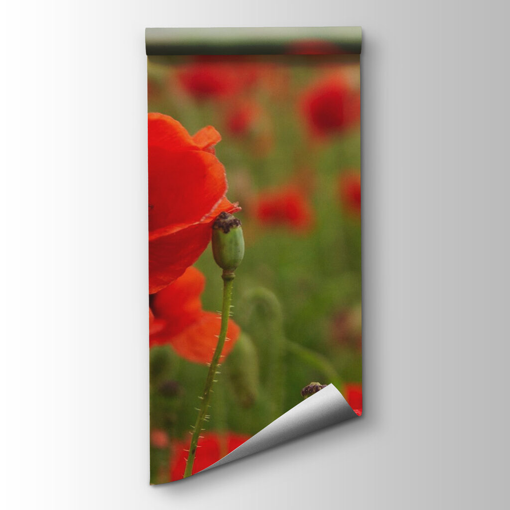 Field of red flowers Field of red flowers