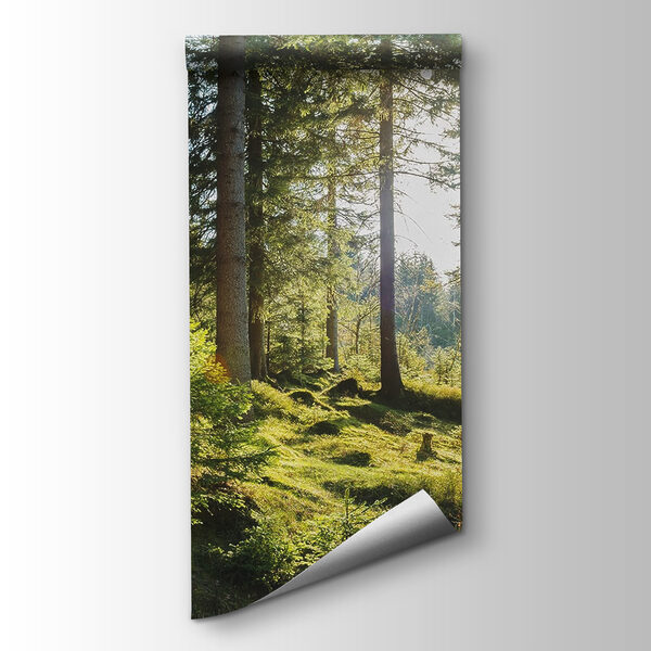 Sun shining through trees Sun shining through trees