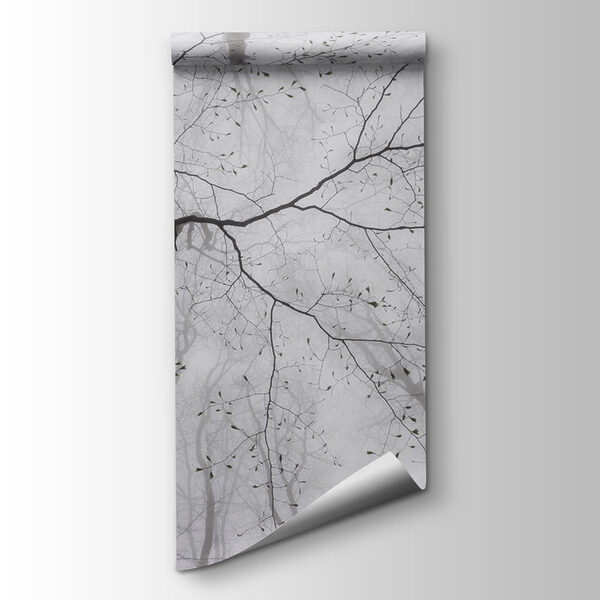 Looking up at trees in the fog Looking up at trees in the fog