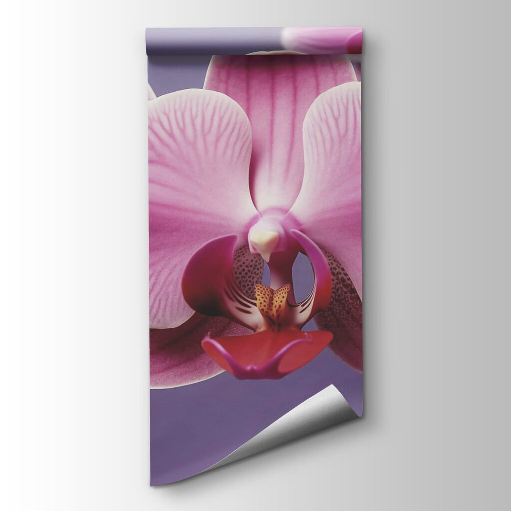 Delicate orchids in soft hues Delicate orchids in soft hues