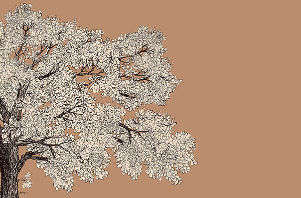 Tree with white flowers